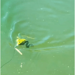 Lumefish™ Jumping Frog Lure – Catch 3X More Fish!