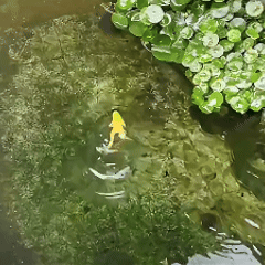 Lumefish™ Jumping Frog Lure – Catch 3X More Fish!